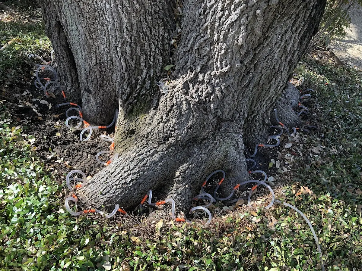 Detailed Shrub and Hedge Trimming job site in Lewisville