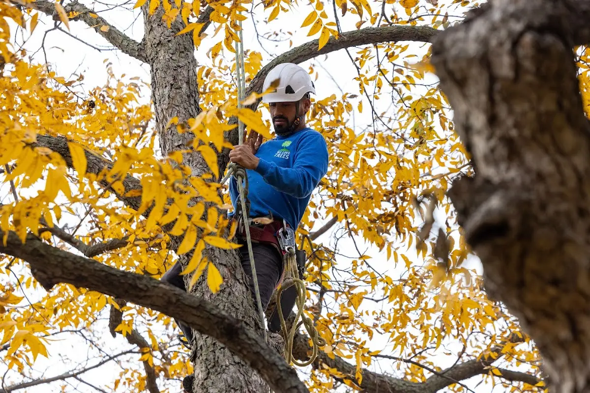 Skilled Storm Damage Cleanup crew working in Lewisville