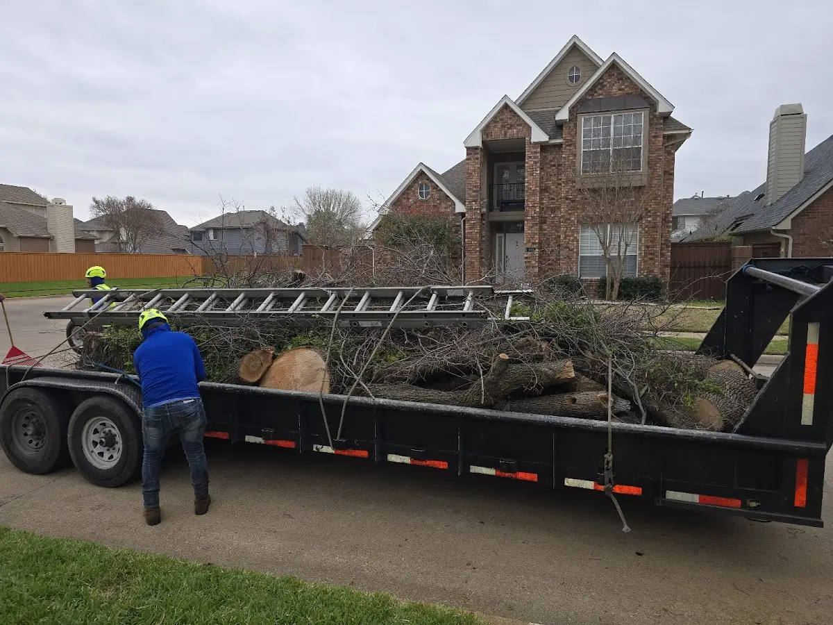 Expert Tree Removal with proper safety equipment in Lewisville